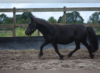 Ponis Shetland, Yegua, 18 años, 101 cm, Negro