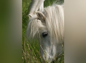 Ponis Shetland, Yegua, 18 años, 104 cm, Tordo