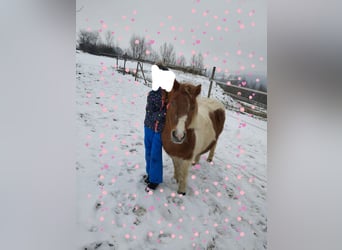 Ponis Shetland Mestizo, Yegua, 19 años, 110 cm