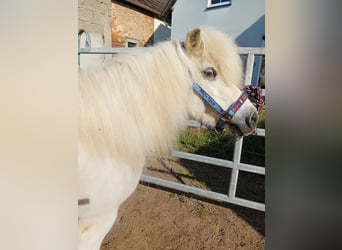 Ponis Shetland, Yegua, 19 años, 112 cm, Tordo