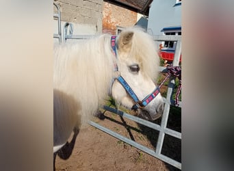 Ponis Shetland, Yegua, 19 años, 112 cm, Tordo
