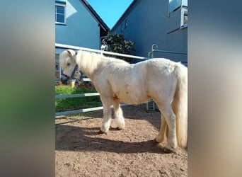 Ponis Shetland, Yegua, 19 años, 112 cm, Tordo