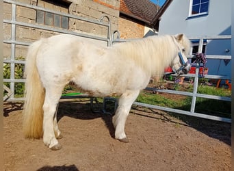 Ponis Shetland, Yegua, 19 años, 112 cm, Tordo