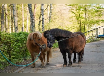 Ponis Shetland, Yegua, 19 años, 90 cm, Alazán