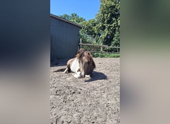 Ponis Shetland, Yegua, 1 año, 100 cm, Pío