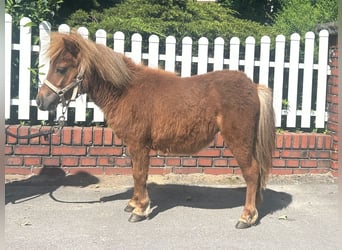 Ponis Shetland, Yegua, 1 año, 85 cm, Alazán