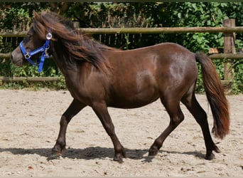 Ponis Shetland, Yegua, 1 año, 90 cm