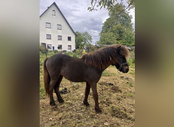 Ponis Shetland, Yegua, 1 año, 94 cm
