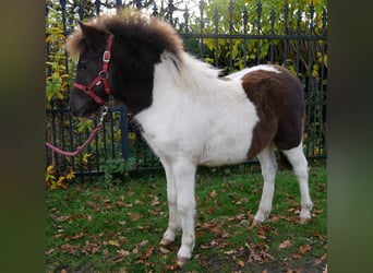 Ponis Shetland, Yegua, 1 año, 95 cm