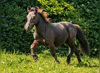 Ponis Shetland Mestizo, Yegua, 1 año, 95 cm, Negro