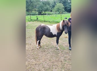 Ponis Shetland, Yegua, 1 año, 95 cm, Pío