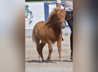 Ponis Shetland, Yegua, 1 año, Alazán-tostado