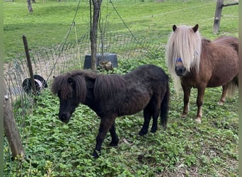 Ponis Shetland, Yegua, 1 año, Negro