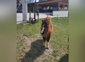 Ponis Shetland, Yegua, 1 año