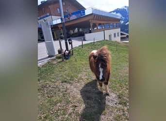 Ponis Shetland, Yegua, 1 año