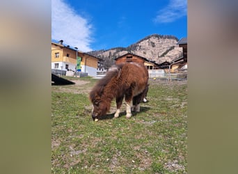 Ponis Shetland, Yegua, 1 año