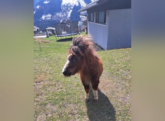 Ponis Shetland, Yegua, 1 año