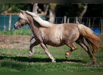 Ponis Shetland, Yegua, 20 años, 100 cm, Alazán