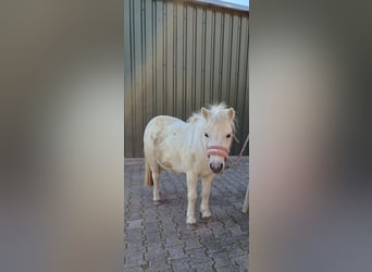 Ponis Shetland, Yegua, 20 años, 100 cm, Tordo