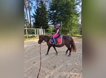 Ponis Shetland Mestizo, Yegua, 20 años, 120 cm, Alazán rojizo