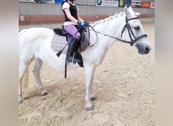 Ponis Shetland Mestizo, Yegua, 20 años, 130 cm, White/Blanco