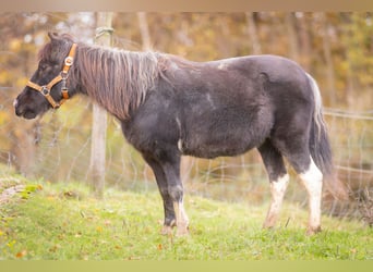 Ponis Shetland Mestizo, Yegua, 21 años, 101 cm, Negro