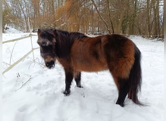 Ponis Shetland, Yegua, 21 años, 108 cm, Castaño oscuro