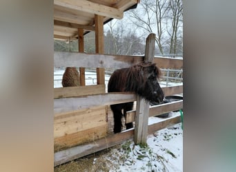 Ponis Shetland, Yegua, 22 años, Negro