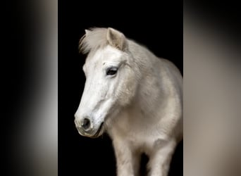 Ponis Shetland Mestizo, Yegua, 23 años, 110 cm, Tordo picazo