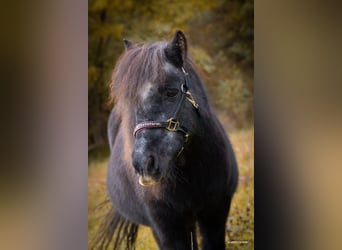 Ponis Shetland, Yegua, 26 años, 98 cm, Negro