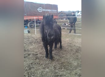 Ponis Shetland, Yegua, 27 años, 100 cm, Negro