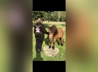 Ponis Shetland Mestizo, Yegua, 27 años, 110 cm, Castaño