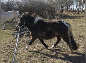 Ponis Shetland, Yegua, 2 años, 100 cm, Castaño