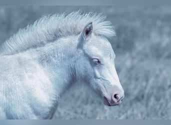 Ponis Shetland, Yegua, 2 años, 100 cm, Cremello