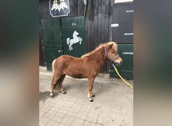 Ponis Shetland, Yegua, 2 años, 103 cm, Alazán