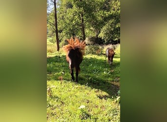 Ponis Shetland, Yegua, 2 años, 103 cm, Negro