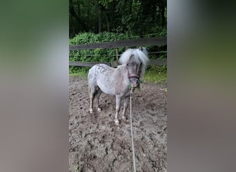 Ponis Shetland, Yegua, 2 años, 105 cm, Atigrado/Moteado