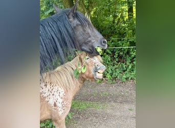 Ponis Shetland, Yegua, 2 años, 105 cm, Atigrado/Moteado