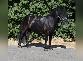 Ponis Shetland, Yegua, 2 años, 105 cm, Negro