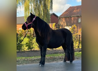 Ponis Shetland, Yegua, 2 años, 111 cm, Negro