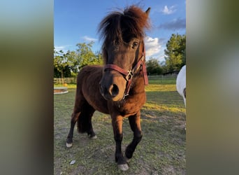 Ponis Shetland, Yegua, 2 años, 86 cm, Morcillo