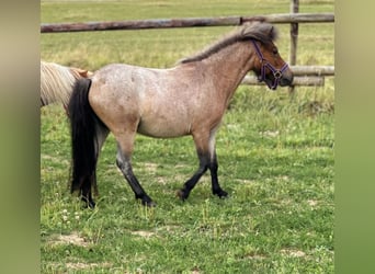 Ponis Shetland, Yegua, 2 años, 90 cm