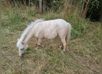 Ponis Shetland, Yegua, 2 años, Palomino