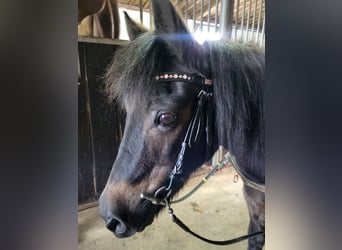 Ponis Shetland Mestizo, Yegua, 32 años, 113 cm, Castaño