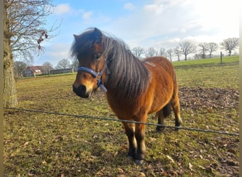 Ponis Shetland, Yegua, 3 años, 100 cm, Castaño oscuro