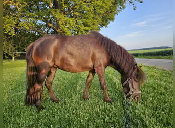 Ponis Shetland, Yegua, 3 años, 100 cm, Morcillo