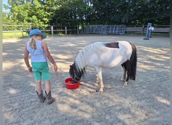 Ponis Shetland, Yegua, 3 años, 100 cm, Pío
