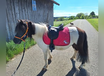 Ponis Shetland, Yegua, 3 años, 100 cm, Pío