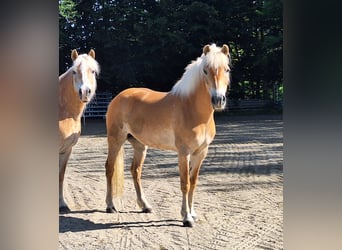 Ponis Shetland, Yegua, 3 años, 100 cm, Pío