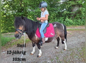Ponis Shetland, Yegua, 3 años, 100 cm, Pío